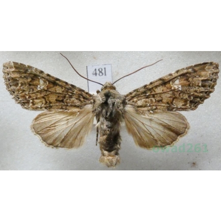 Anaplectoides prasina (Denis & Schiffermüller, 1775) Rolnica chwastówka Czech48l